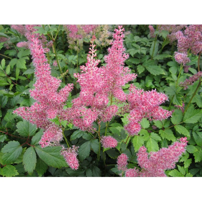 Anglo Aquatics Astilbe Pink 1 Litre - Image 2