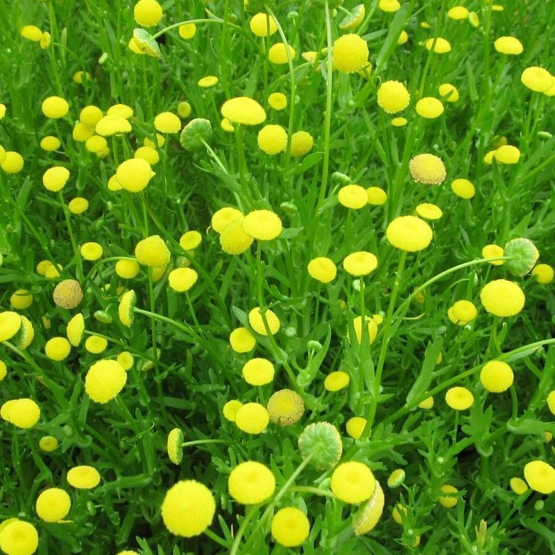 Anglo Aquatics Cotula Coronopifolia 3 Litre - Image 2