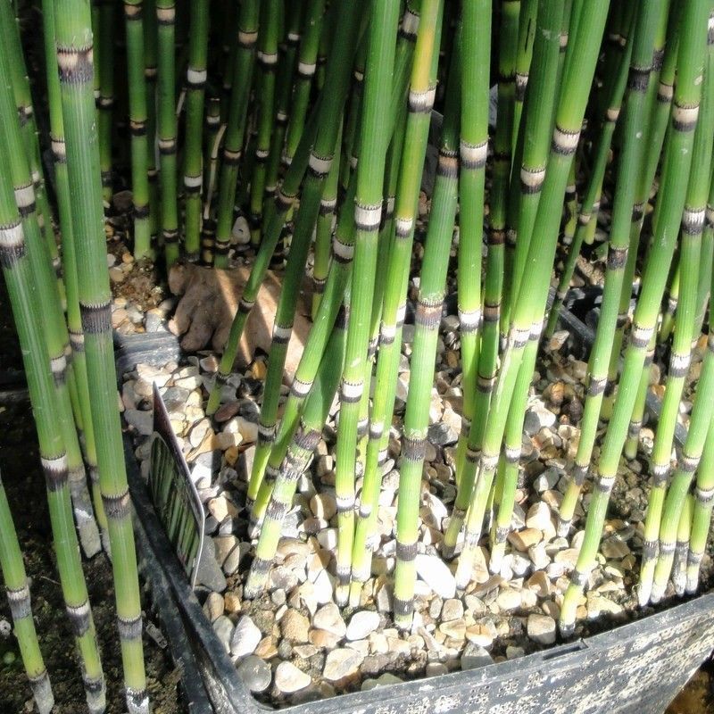Anglo Aquatics Equisetum Hyemale 3 Litre - Image 2