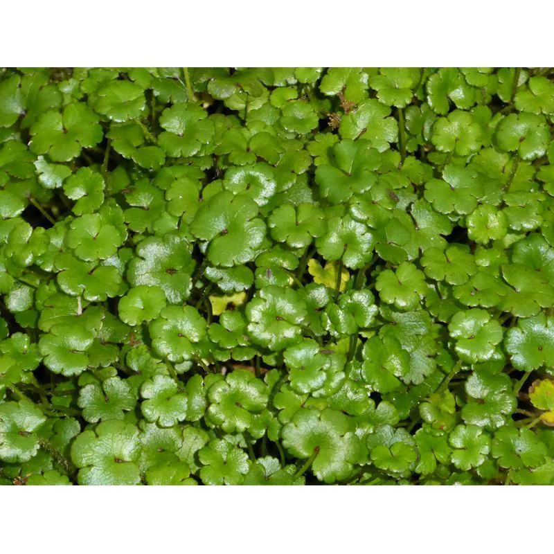 Anglo Aquatics Hydrocotyle Nova Zealand 1 Litre 3 Pack - Image 2