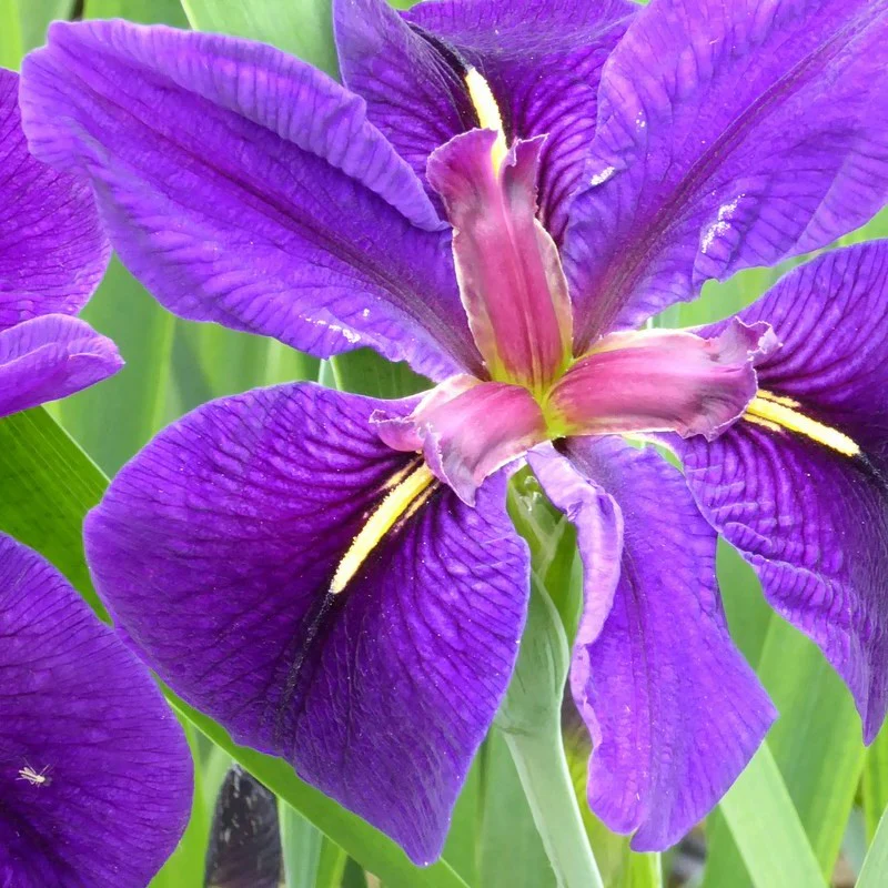 Anglo Aquatics Iris Louisiana 'Black Gamecock' 1 Litre 3 Pack - Image 4