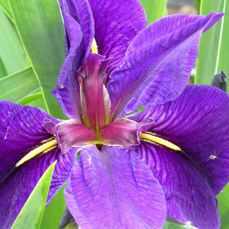 Anglo Aquatics Iris Louisiana 'Black Gamecock' 3 Litre - Image 5