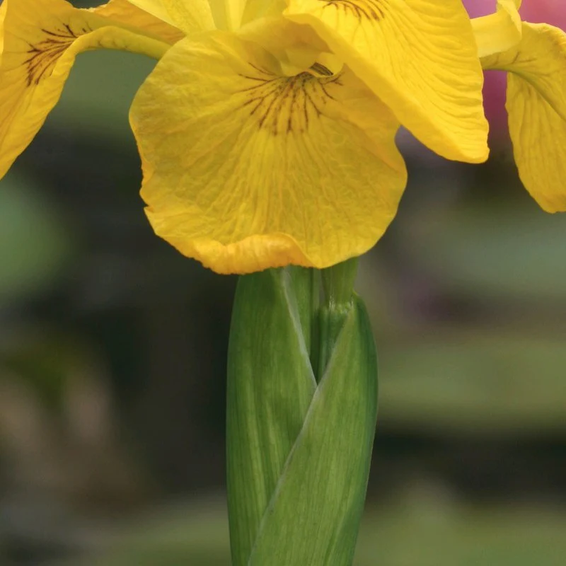 Anglo Aquatics Iris Pseudacorus 5 Litre - Image 3