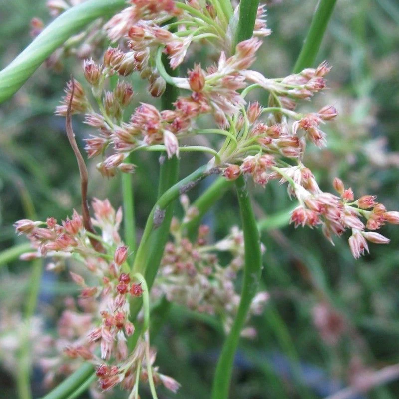 Anglo Aquatics Juncus Effusus Spiralis 3 Litre - Image 2