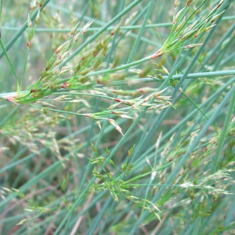 Anglo Aquatics Juncus Inflexus 1 Litre - Image 2