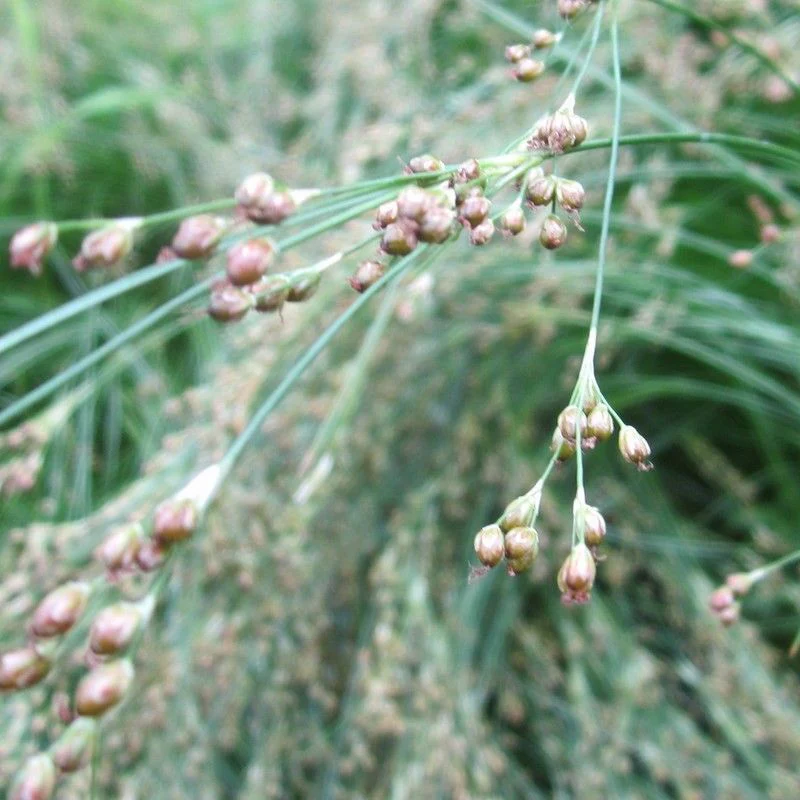 Anglo Aquatics Juncus Maritimus 1 Litre - Image 2