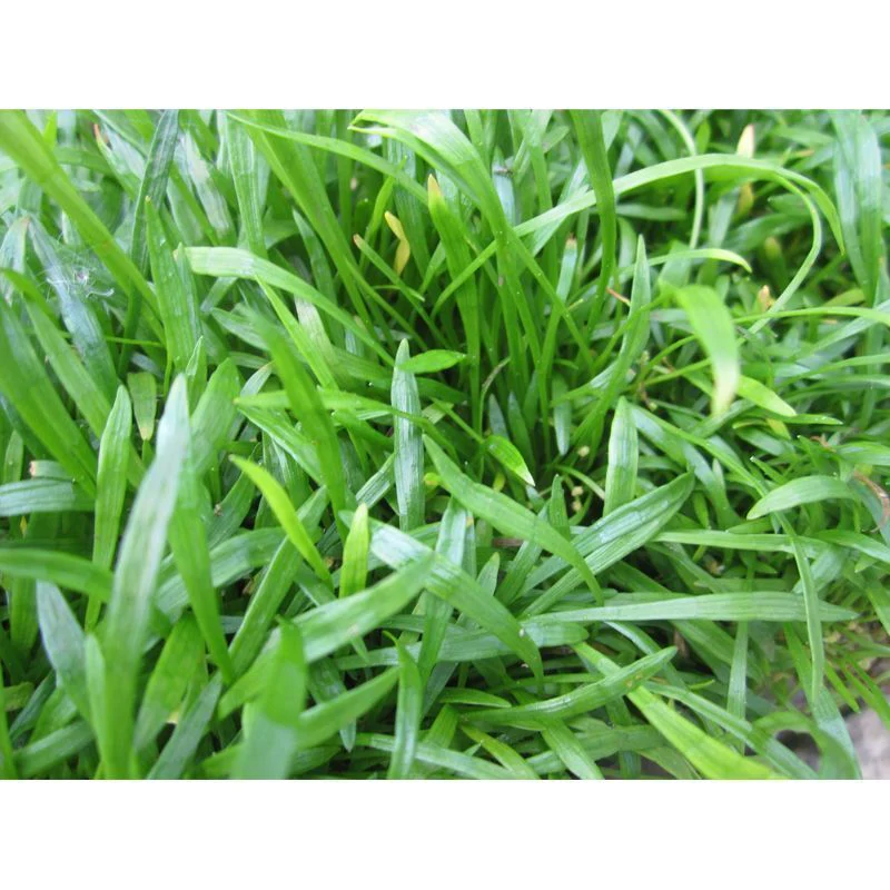 Anglo Aquatics Lilaeopsis Brasilensis 1 Litre 3 Pack - Image 2