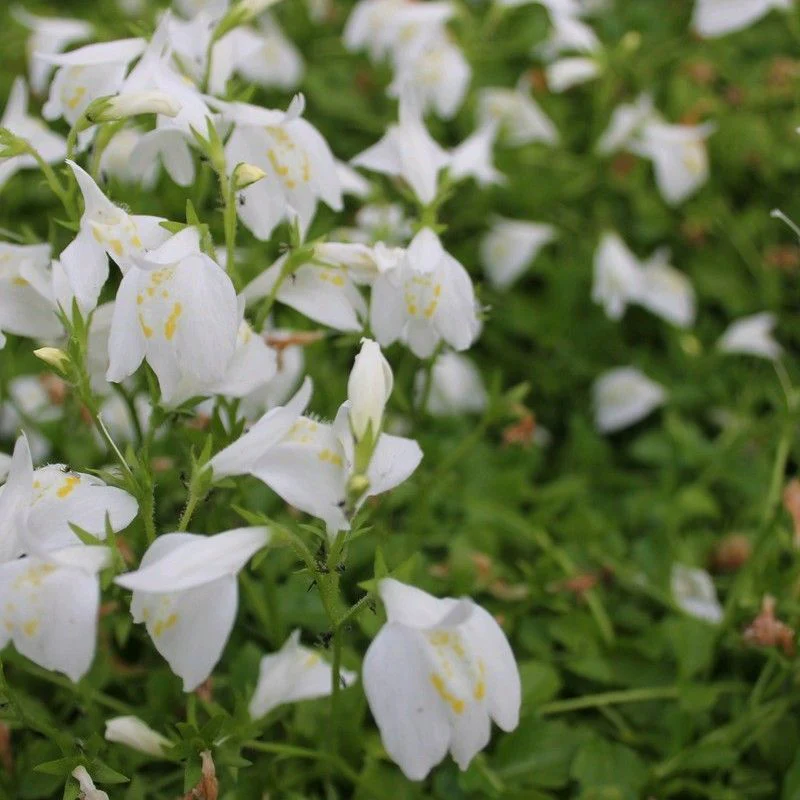 Anglo Aquatics Mazus Reptans 'Alba' 3 Litre - Image 2