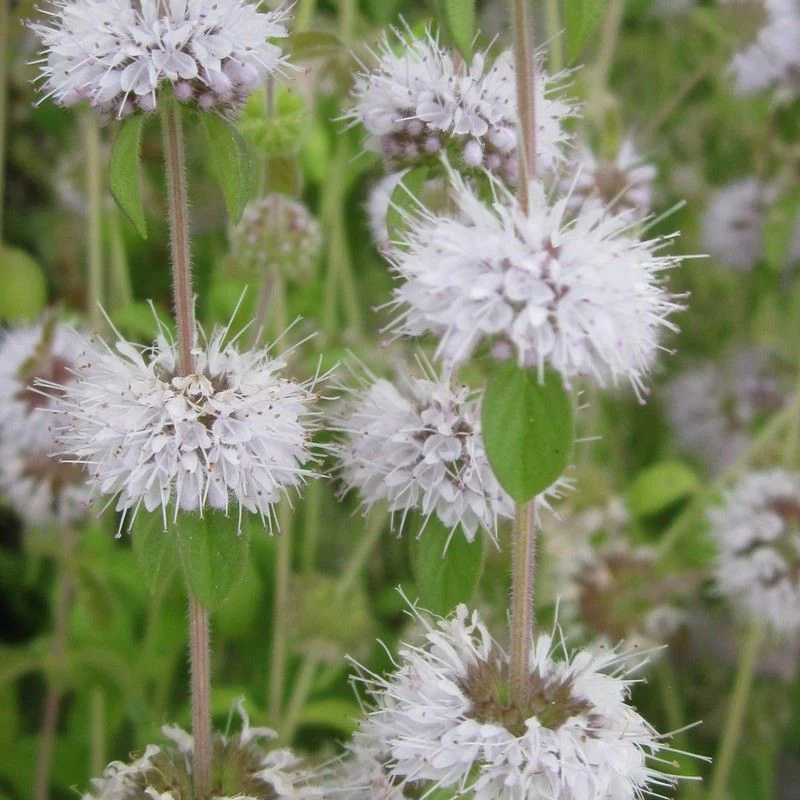 Anglo Aquatics Mentha Pulegium 1 Litre - Image 2
