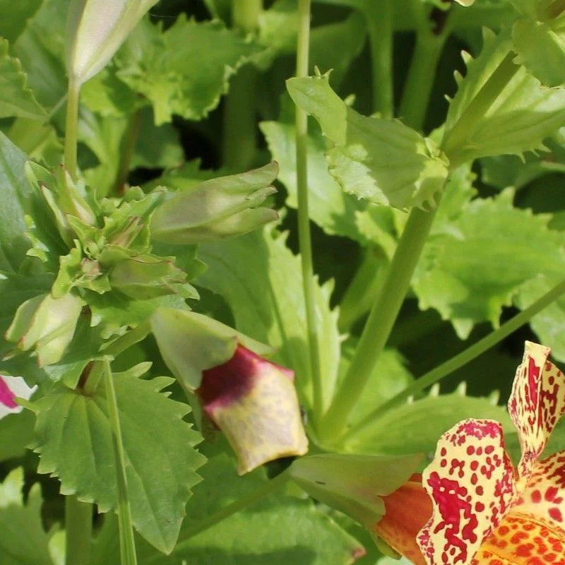 Anglo Aquatics Mimulus Luteus 'Queens Prize' 1 Litre 3 Pack - Image 2