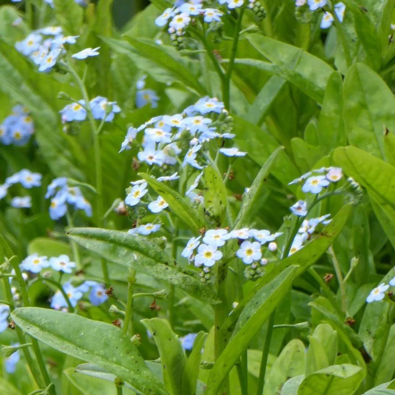 Anglo Aquatics Myosotis Scorpioides 9cm 3 Pack - Image 3