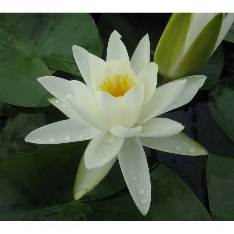 Anglo Aquatics Nymphaea Alba 10 Litre - Image 2