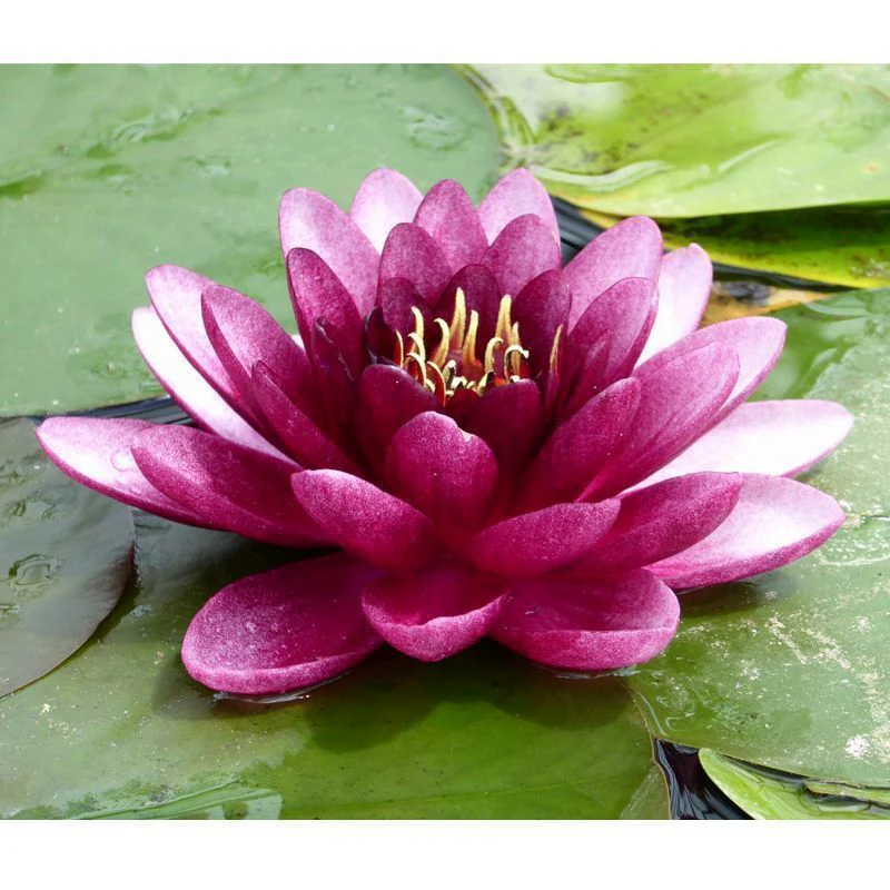 Anglo Aquatics Nymphaea Almost Black 30 Litre - Image 2