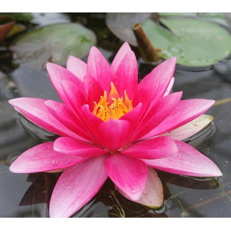 Anglo Aquatics Nymphaea Attraction 1 Litre - Image 2