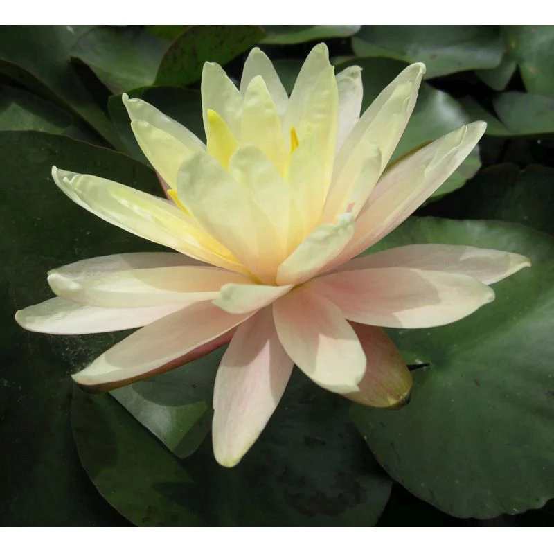 Anglo Aquatics Nymphaea Barbara Dobbins 10 Litre - Image 2