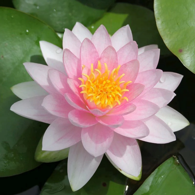 Anglo Aquatics Nymphaea Darwin (Hollandia) 3 Litre - Image 2