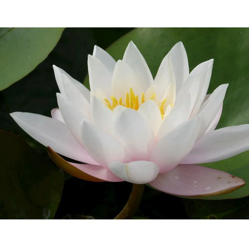 Anglo Aquatics Nymphaea Marliacea Carnea 10 Litre - Image 2