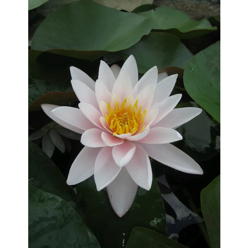 Anglo Aquatics Nymphaea Marliacea Carnea 10 Litre - Image 3