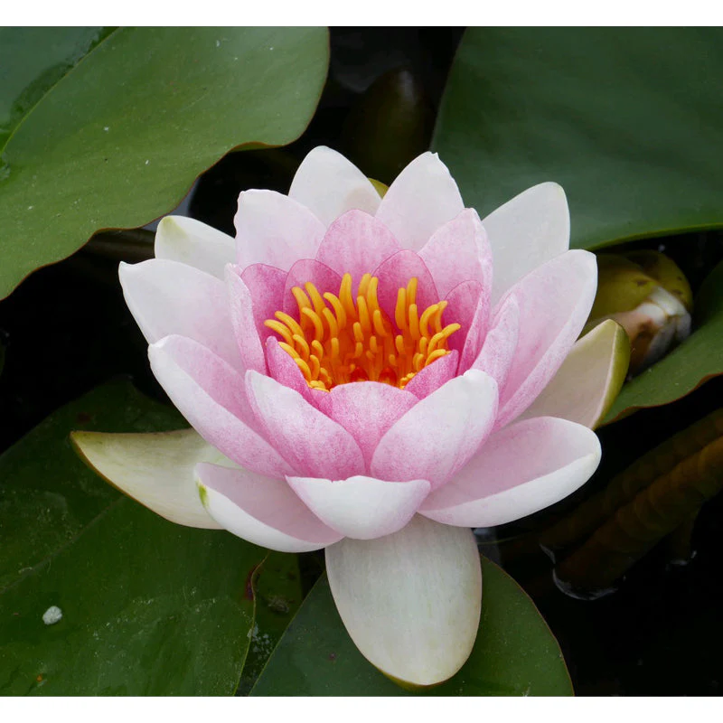 Anglo Aquatics Nymphaea Mrs Richmond 3 Litre - Image 3