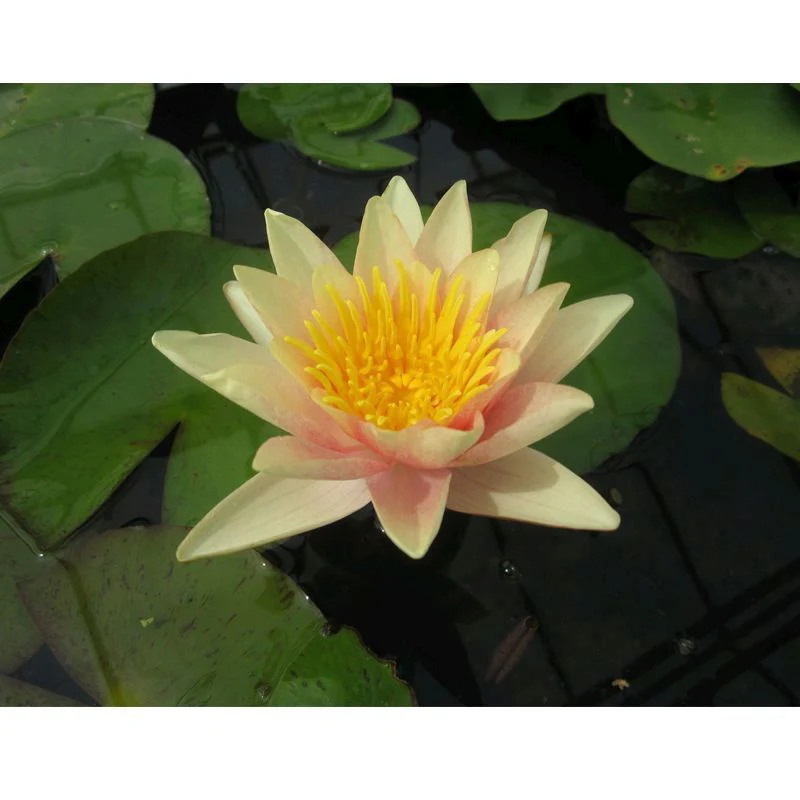 Anglo Aquatics Nymphaea Paul Hariot 10 Litre - Image 2
