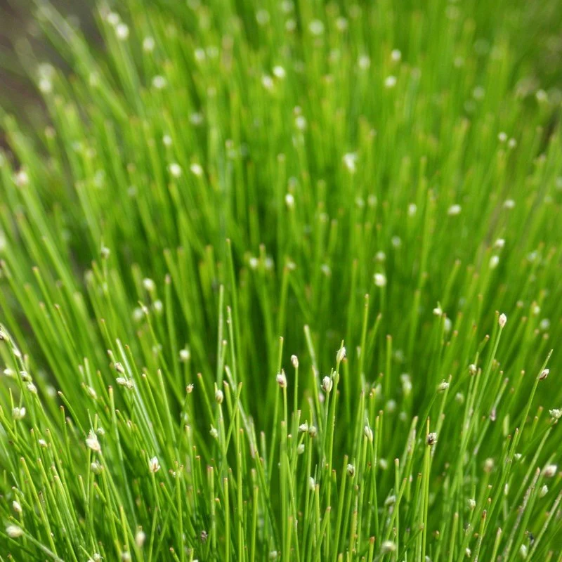 Anglo Aquatics Saururus Cernuus 3 Litre - Image 3