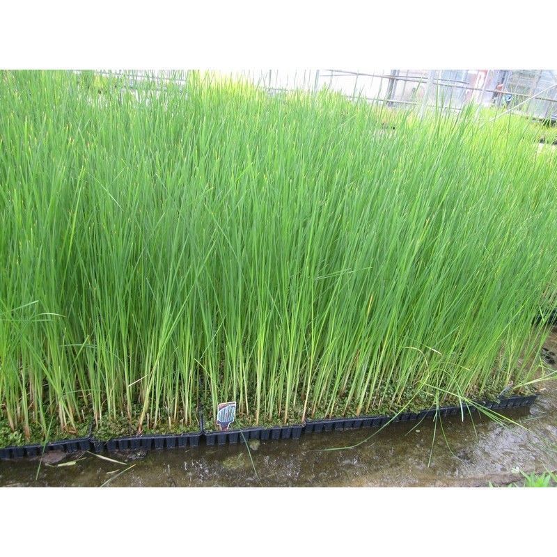 Anglo Aquatics Typha Angustifolia 1 Litre - Image 2