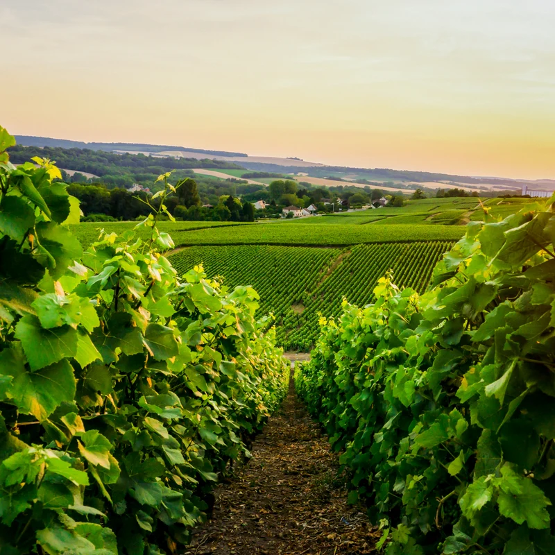 Vineyard Tour And Lunch - Gift Experience For Two - Image 3